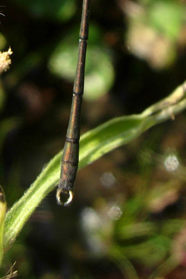 2 libellule dal Rio Rocca:  Chalcolestes cfr. viridis e Sympetrum striolatum